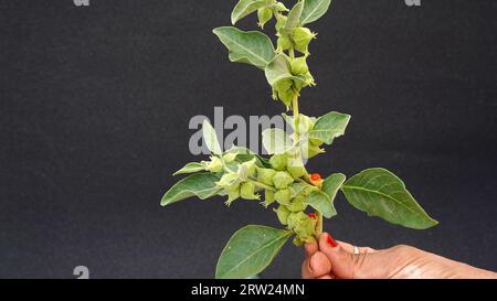 Ashwagandha racine sèche herbe médicinale avec des feuilles fraîches, également connu sous le nom de Withania Somnifera, Ashwagandha, Ginseng indien, baies de poison, ou Che d'hiver Banque D'Images