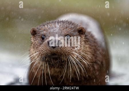 Loutre eurasienne (Lutra lutra) immature avec une fourrure humide. Banque D'Images