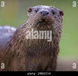 Loutre eurasienne (Lutra lutra) immature avec une fourrure humide. Banque D'Images