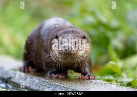 Loutre eurasienne (Lutra lutra) immature avec une fourrure humide. Banque D'Images