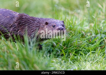 Loutre eurasienne (Lutra lutra) immature avec une fourrure humide. Banque D'Images