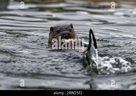 Loutre d'Eurasie (Lutra lutra) immature nageant sur des lamproies mangeant le dos. Banque D'Images