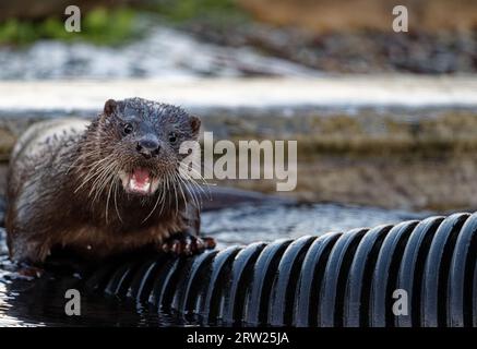 Loutre eurasienne (Lutra lutra) immature avec une fourrure humide. Banque D'Images