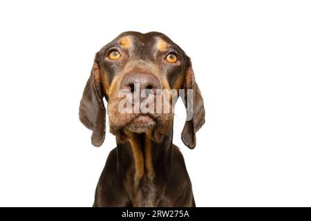 Portrait dégoûté ou en colère chiot doberman chien. isolé sur fond blanc Banque D'Images