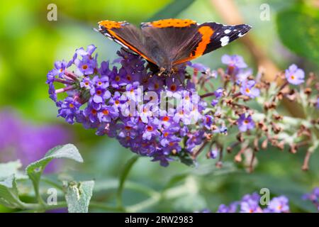 Poole, Dorset, Royaume-Uni. 16 septembre 2023. Météo au Royaume-Uni : Vanessa atalanta, papillon de l'amiral rouge, profite au maximum du soleil de l'après-midi en se nourrissant de Buddleia davidii, Buddleja davidii, nommé à juste titre buisson papillon, dans un jardin à Poole, Dorset. Crédit : Carolyn Jenkins/Alamy Live News Banque D'Images