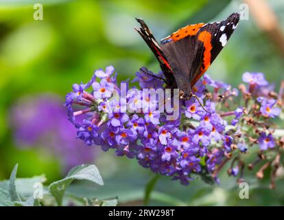 Poole, Dorset, Royaume-Uni. 16 septembre 2023. Météo au Royaume-Uni : Vanessa atalanta, papillon de l'amiral rouge, profite au maximum du soleil de l'après-midi en se nourrissant de Buddleia davidii, Buddleja davidii, nommé à juste titre buisson papillon, dans un jardin à Poole, Dorset. Crédit : Carolyn Jenkins/Alamy Live News Banque D'Images