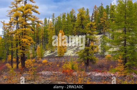 Taïga colorée d'automne dans le sud de Yakutia, Russie. Paysage d'automne en République de Sakha Banque D'Images