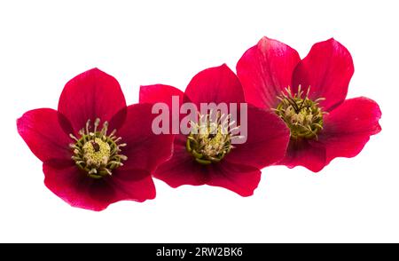 fleur de hellébore rouge isolée sur fond blanc Banque D'Images
