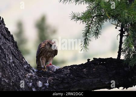 Une séquence du repas d'un petit oiseau de proie, Mongolie Banque D'Images