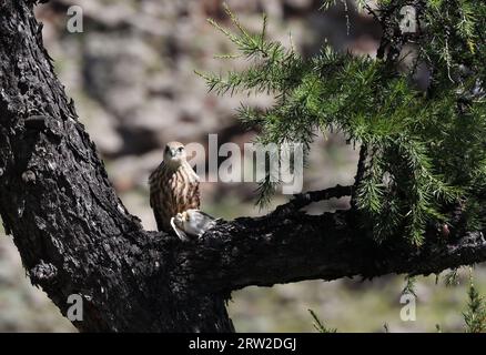 Une séquence du repas d'un petit oiseau de proie, Mongolie Banque D'Images