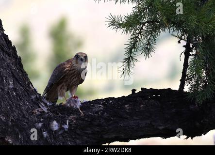 Une séquence du repas d'un petit oiseau de proie, Mongolie Banque D'Images