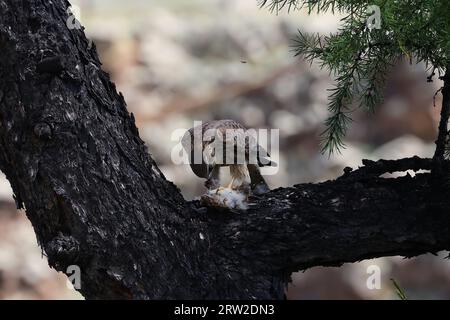 Une séquence du repas d'un petit oiseau de proie, Mongolie Banque D'Images