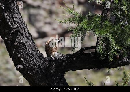 Une séquence du repas d'un petit oiseau de proie, Mongolie Banque D'Images