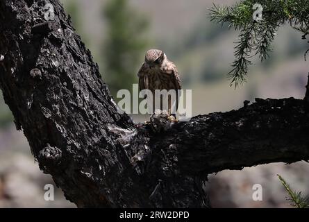 Une séquence du repas d'un petit oiseau de proie, Mongolie Banque D'Images