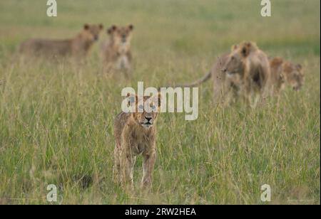 Très jeune lion regardant devant d'autres lions de sa fierté, y compris le lion subadulte à crinière brillante dans l'herbe haute à Maasai Mara, Kenya Afrique Banque D'Images