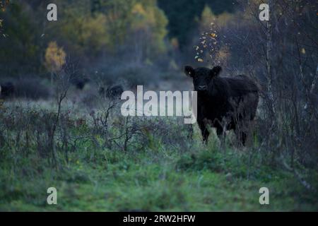 Bétail galloway debout derrière des broussailles sans laisser dans la conservation de la nature allemande Höltigbaum en hiver regardant directement dans la caméra Banque D'Images