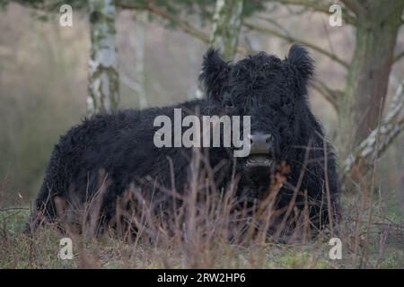 Bétail galloway couché devant laisser moins de bouleaux dans la conservation de la nature allemande Höltigbaum en hiver regarder dans la caméra Banque D'Images