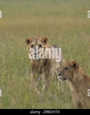 Lion mâle subadulte avec une crinière brillante courte striant à travers l'herbe haute vers la caméra et regardant en elle, passant le frère cadet, Maasai Mara Banque D'Images