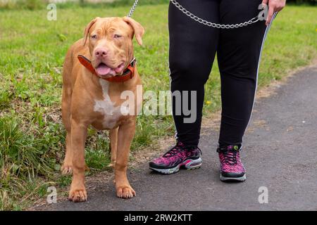 Chien Bully américain XL de 6 mois à la maison britannique Banque D'Images