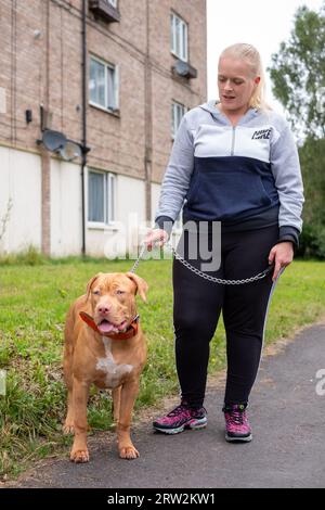 Chien Bully américain XL de 6 mois à la maison britannique Banque D'Images