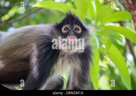 Geoffroy's Spider Monkey (Ateles geoffroyi), Mono Araña, Puerto Barillas, Usulután, El Salvador Banque D'Images