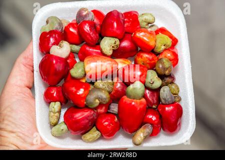 Le cerrado cajuzinho (Anacardium humile), également connu sous le nom de cajuzinho-do-campo ou cajuí, . Fruits sauvages brésiliens Banque D'Images