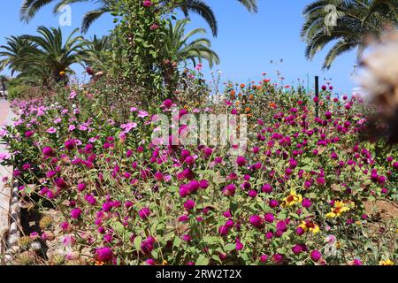 Gomphrena globosa dans le jardin Banque D'Images