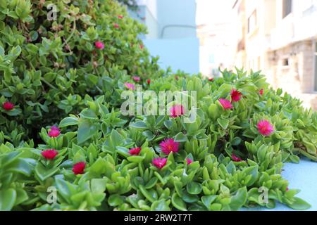 Aptenia cordifolia. Feuilles de fleurs d'Aptenia cordifolia. Bébé soleil rose floraison et feuillage Banque D'Images