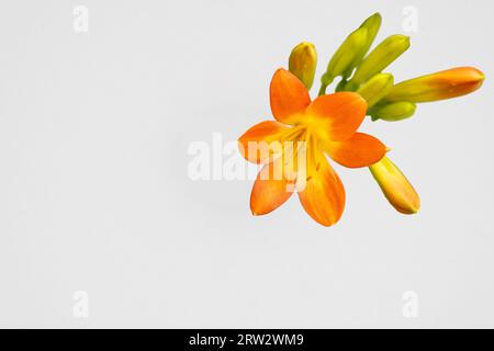 Une image rapprochée d'un Lys Natal (Clivia miniata), également connu sous le nom de Livie, isolé sur un fond blanc dans un jardin botanique. Il y a des s disponibles Banque D'Images