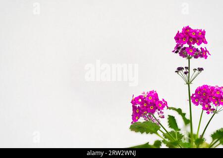 Une photographie en gros plan de l'Primrose des fées (Primula malacoides) sur un fond blanc isolé dans les photos de stock. Un espace est disponible pour le texte, le symbole Banque D'Images