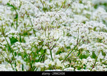 Persil de vache (anthriscus sylvestris), gros plan d'une masse de la route commune, hérisson et plante agricole en pleine fleur. Banque D'Images