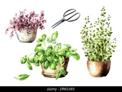 Herbes parfumées de cuisine dans des pots de fleurs ensemble, illustration d'aquarelle dessinée à la main isolé sur fond blanc Banque D'Images