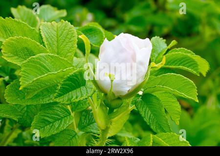 Rose sauvage ou Rose japonaise (rosa rugosa alba), gros plan montrant un bourgeon de rose partiellement ouvert de l'arbuste sauvage et couramment planté. Banque D'Images