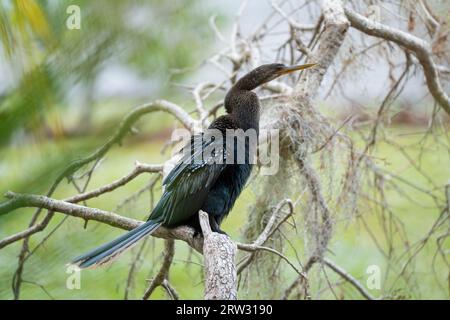 Un grand oiseau anhinga reposant sur une branche d'arbre dans les terres humides de Floride Banque D'Images