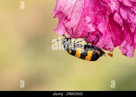 Insecte sur une fleur.cette macro gros plan photo a été tahken du Bangladesh. Banque D'Images