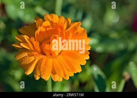 Fleur d'herbe Calendula officinalis aka pot souci couvert par des gouttelettes de rosée matinale pousse dans le jardin. Banque D'Images