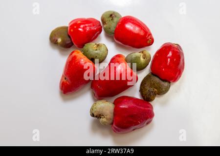 Le cerrado cajuzinho (Anacardium humile), également connu sous le nom de cajuzinho-do-campo ou cajuí, . Fruits sauvages brésiliens Banque D'Images