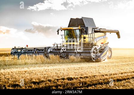 Cremona Alberta Canada, septembre 10 2023 : New Holland Harvester CR9090 travaille dans un champ d'orge dans les prairies canadiennes avec un ciel lumineux au coucher du soleil. Banque D'Images