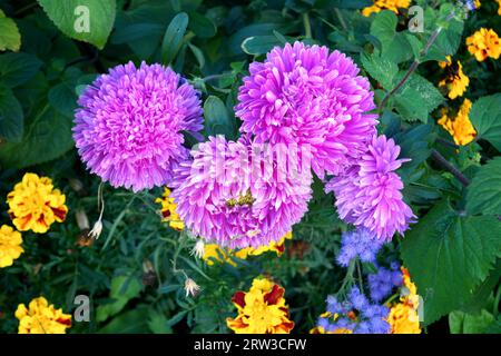 Aster rose en forme de pivoine sur un parterre de fleurs dans le jardin gros plan parmi d'autres fleurs. Banque D'Images