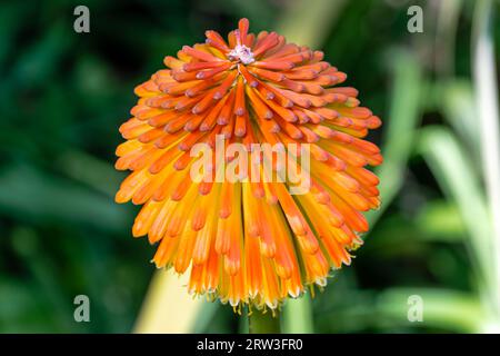 Détails de la plante herbacée Kniphofia uvaria, également connue sous le nom de lys de torche ou poker chaud rouge Banque D'Images