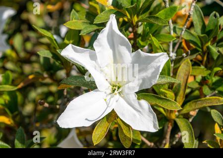 Détails de l'azalée royale blanche. Rhododendron schlippenbachii (nom scientifique). Banque D'Images