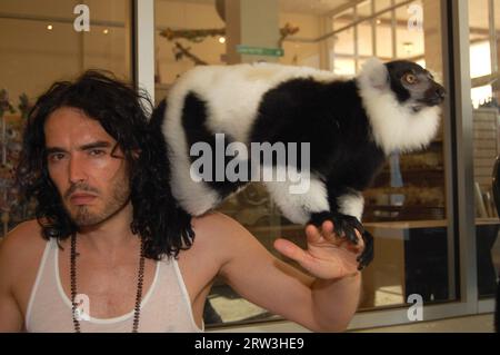 MIAMI, FL - 08 MAI : l'acteur Russell Brand a passé l'après-midi à Jungle Island. Russell a apprécié la visite spéciale de Lemur ainsi que de se faire des amis avec un pingouin et de faire un tour sur la tortue géante résidente. Russell et son ami Nicola semblaient avoir une journée incroyable car ils ont apprécié le parc et tous les animaux. Russell a également pris le temps de signer des autographes et de poser pour des photos avec des fans. Russell Edward Brand (né le 4 juin 1975) est un comédien, acteur, chroniqueur, chanteur, auteur et présentateur de radio/télévision anglais. Pendant ce temps, sa femme Katy Perry était en tournée en Australie. Le 8 mai 2011 à mi Banque D'Images