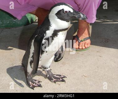 MIAMI, FL - 08 MAI : l'acteur Russell Brand a passé l'après-midi à Jungle Island. Russell a apprécié la visite spéciale de Lemur ainsi que de se faire des amis avec un pingouin et de faire un tour sur la tortue géante résidente. Russell et son ami Nicola semblaient avoir une journée incroyable car ils ont apprécié le parc et tous les animaux. Russell a également pris le temps de signer des autographes et de poser pour des photos avec des fans. Russell Edward Brand (né le 4 juin 1975) est un comédien, acteur, chroniqueur, chanteur, auteur et présentateur de radio/télévision anglais. Pendant ce temps, sa femme Katy Perry était en tournée en Australie. Le 8 mai 2011 à mi Banque D'Images