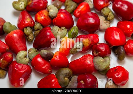 Le cerrado cajuzinho (Anacardium humile), également connu sous le nom de cajuzinho-do-campo ou cajuí, . Fruits sauvages brésiliens Banque D'Images