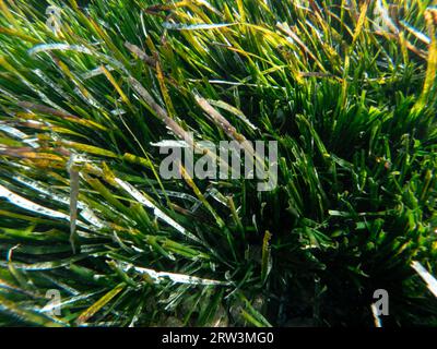 Arrière-plan des herbiers marins. Vue de dessus des herbiers marins. Banque D'Images