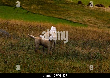 Deux chiens dans un cadre naturel en plein air, debout dans une grande herbe brune dans un champ Banque D'Images