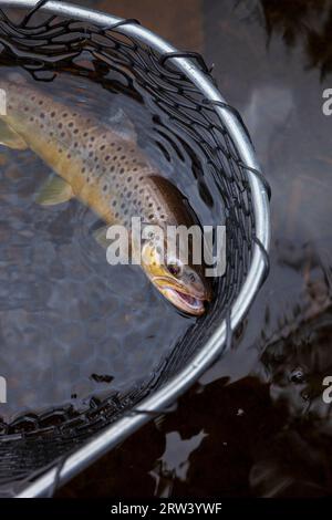 Truite brune dans un filet d'atterrissage dans un lac du nord du Minnesota Banque D'Images