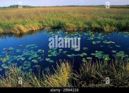 Marais le long d'Anhinga Trail, parc national des Everglades, Floride Banque D'Images