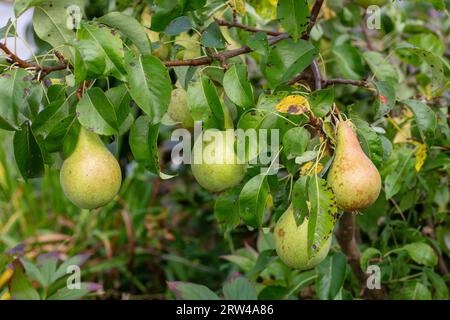 Päron (Pyrus communis) Banque D'Images