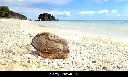 Une vieille noix de coco sur une plage de corail blanc et de coquillages à côté du lagon de Rarotonga Banque D'Images